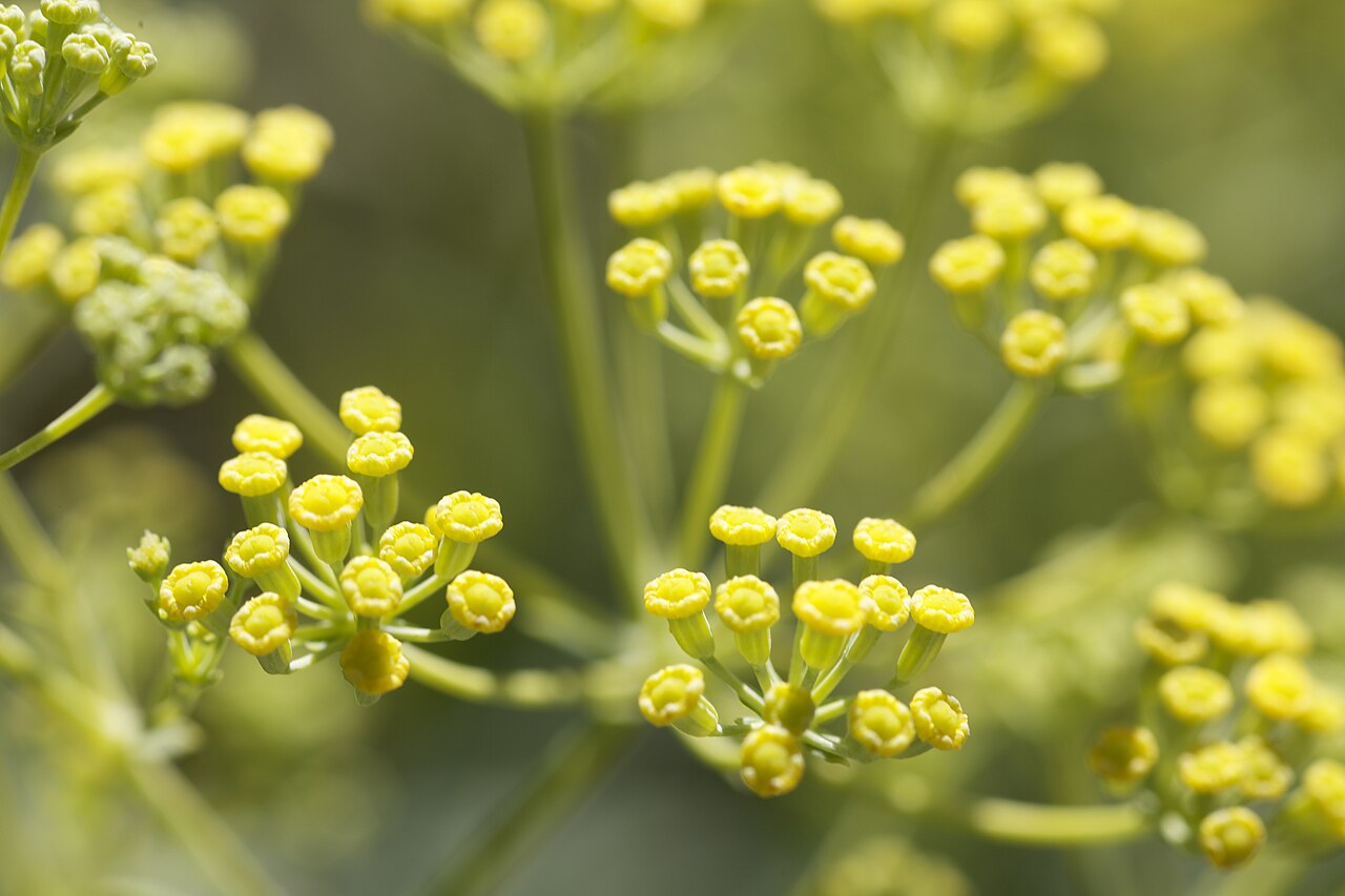 Bupleurum salicifolium