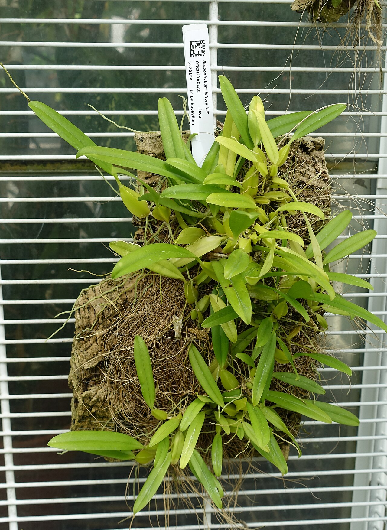 Bulbophyllum biflorum