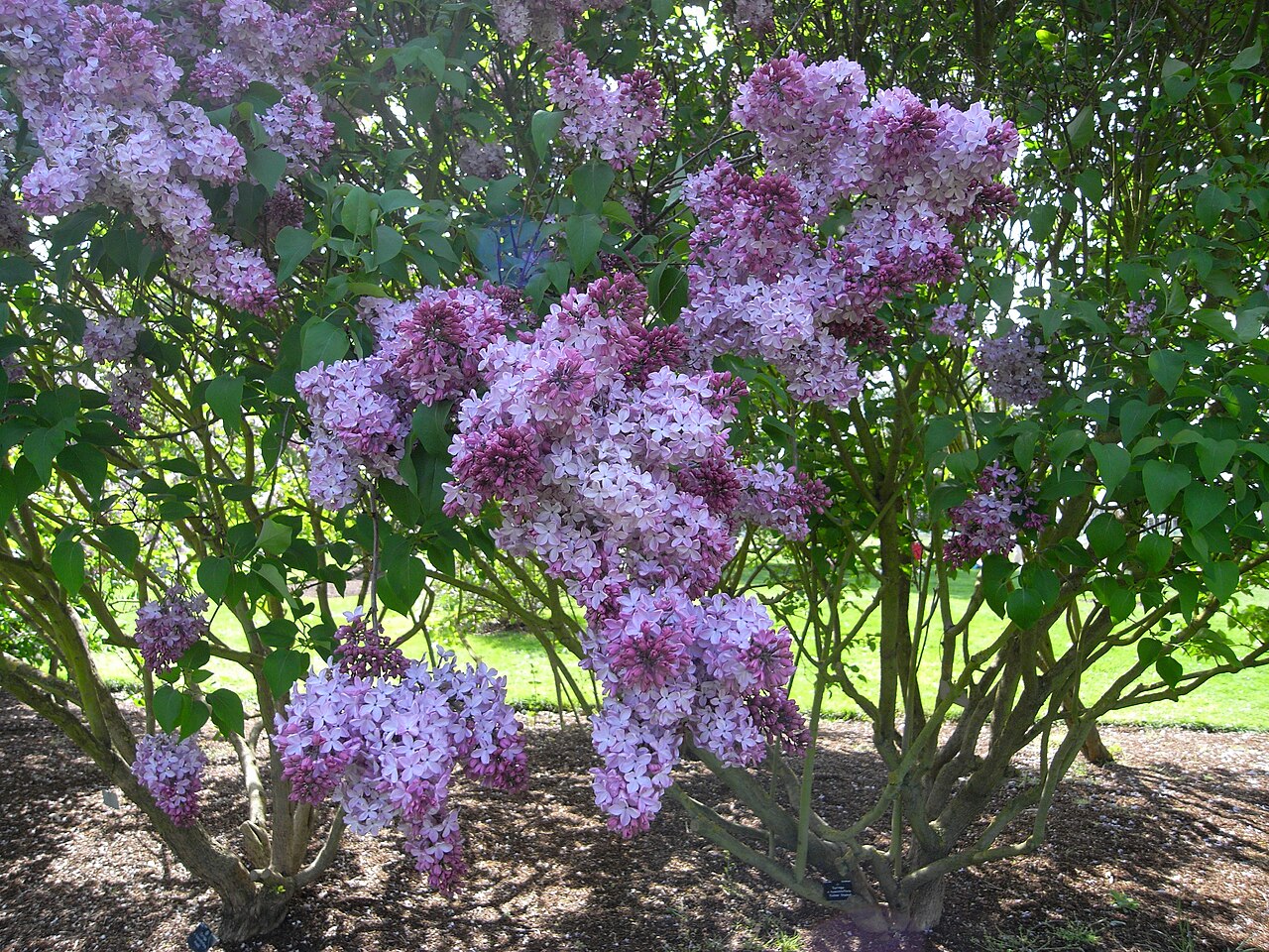 Syringa hyacinthiflora