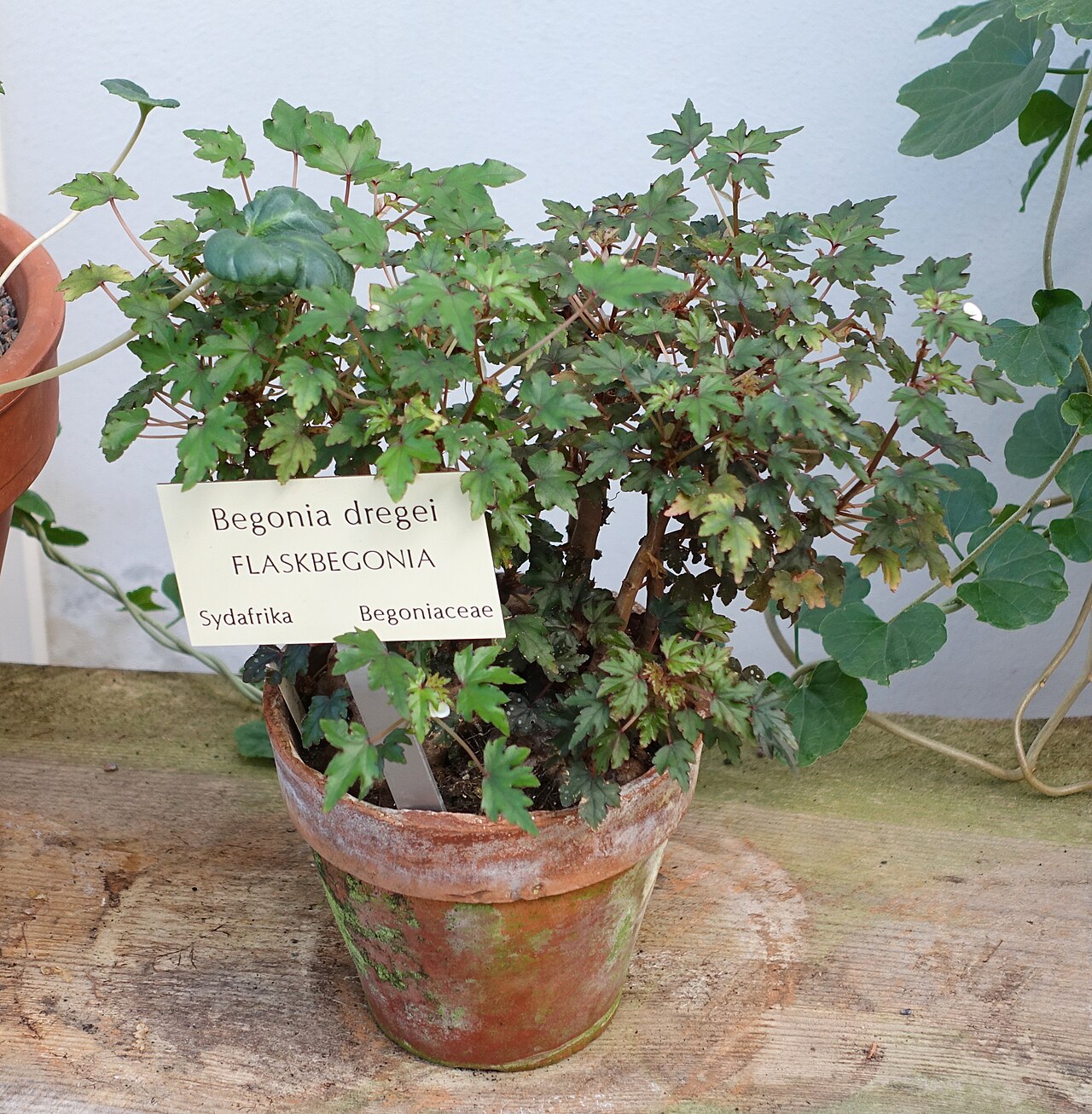 Begonia dregei