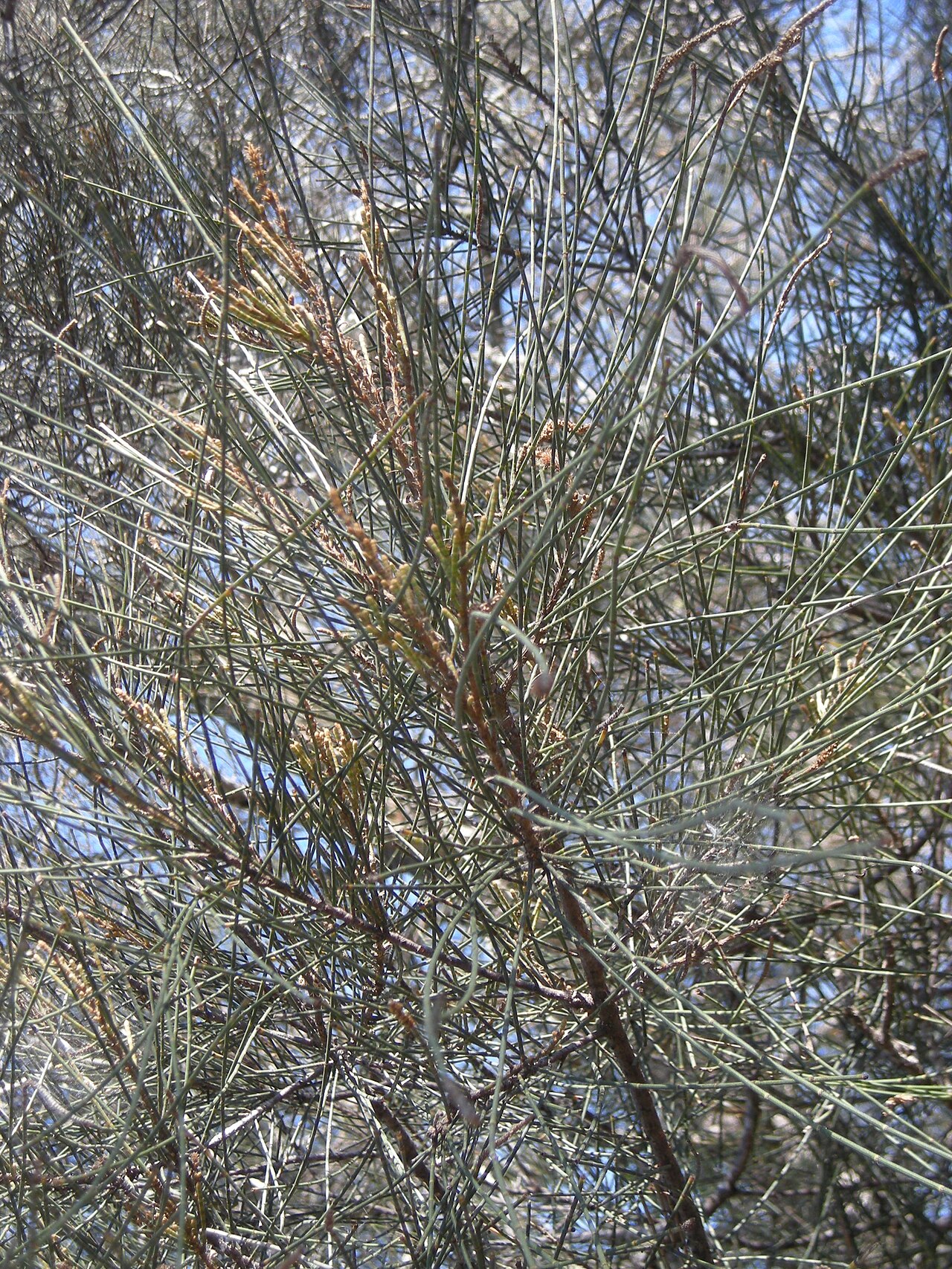 Allocasuarina luehmannii