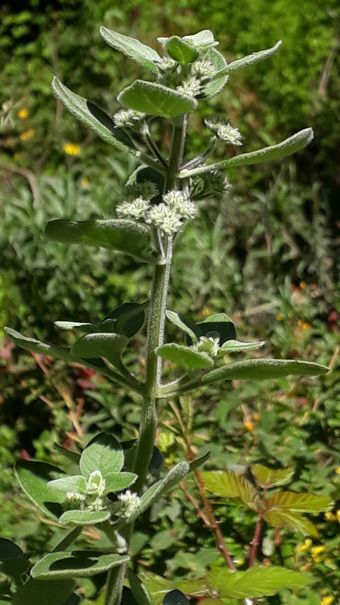 Bystropogon plumosus