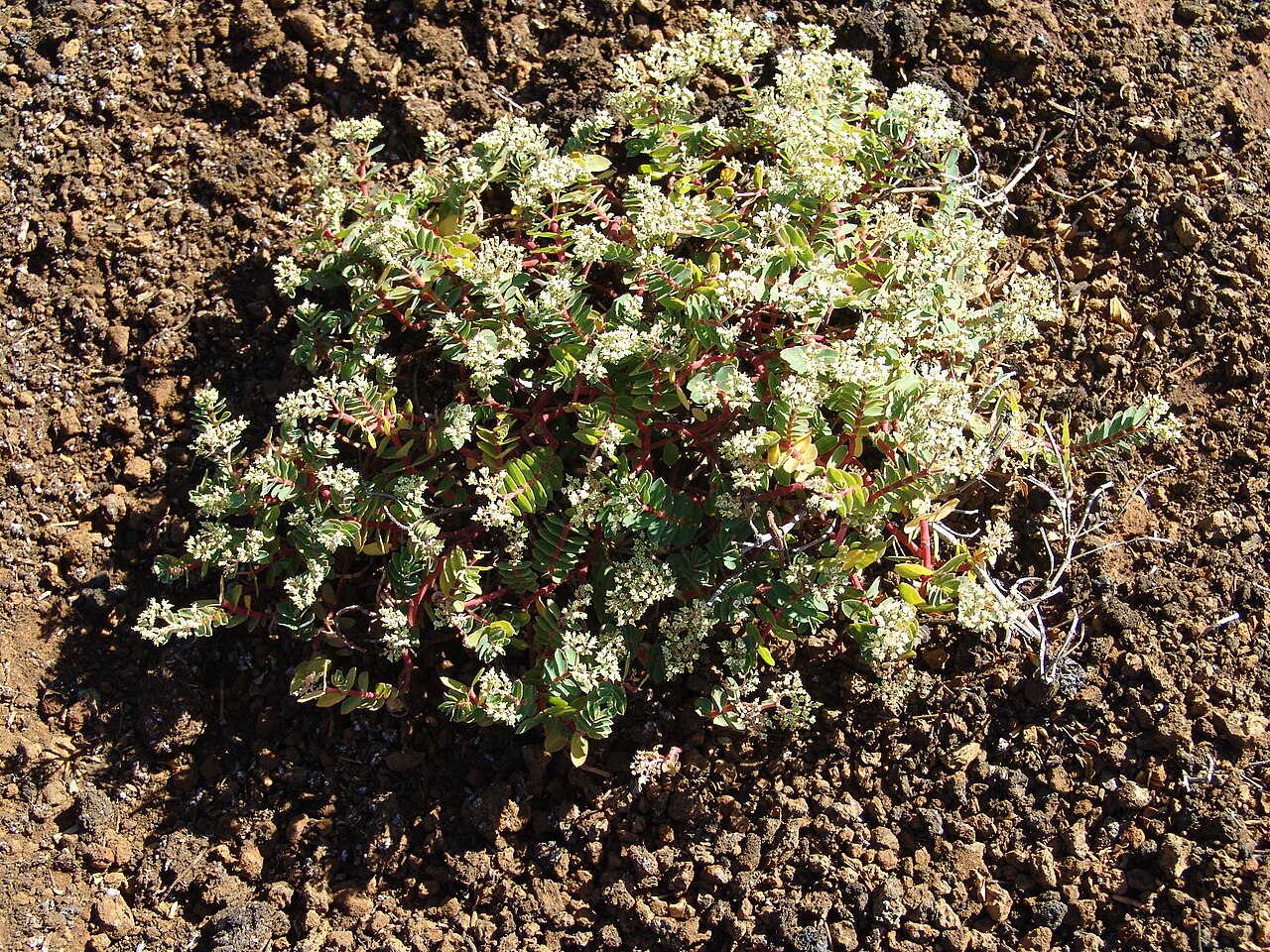 Euphorbia origanoides