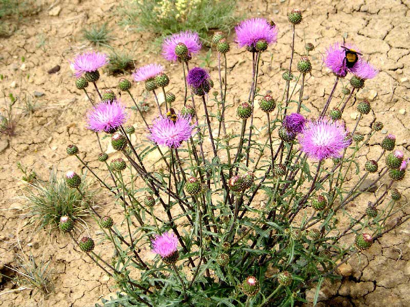 Cirsium perplexans