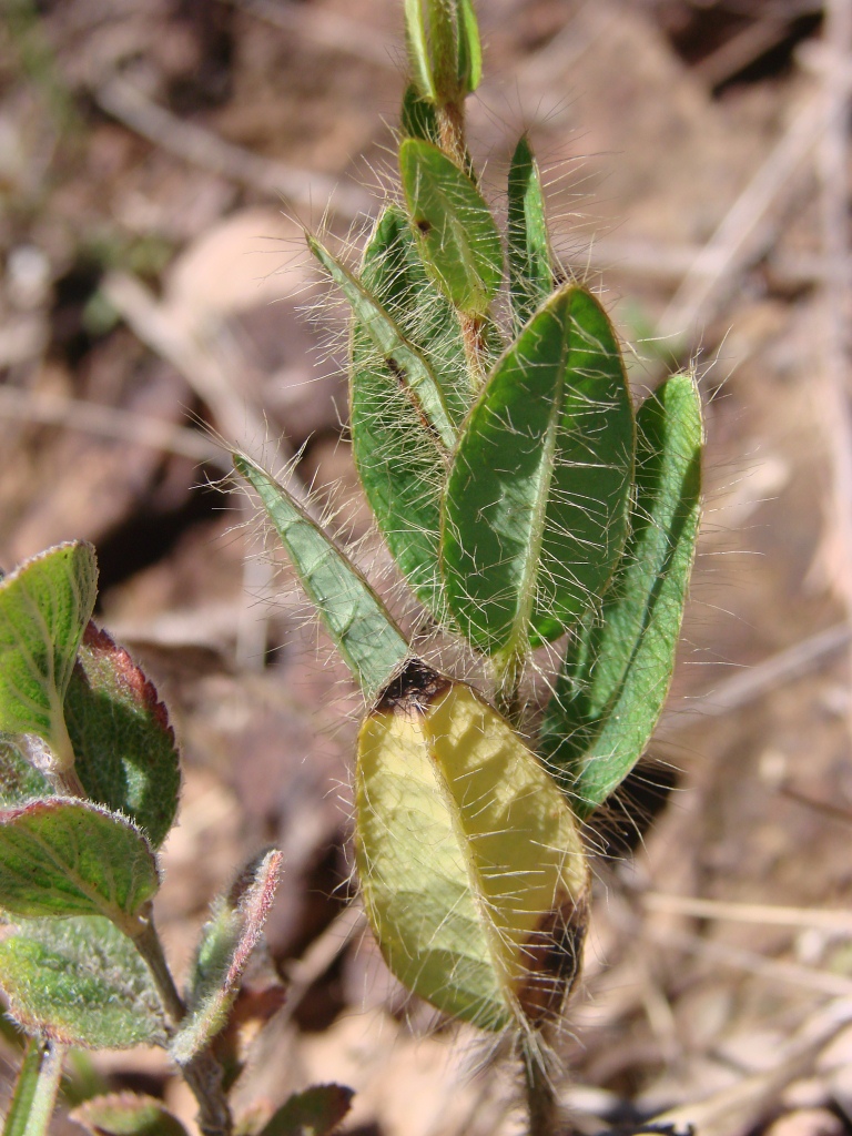 Camarea hirsuta