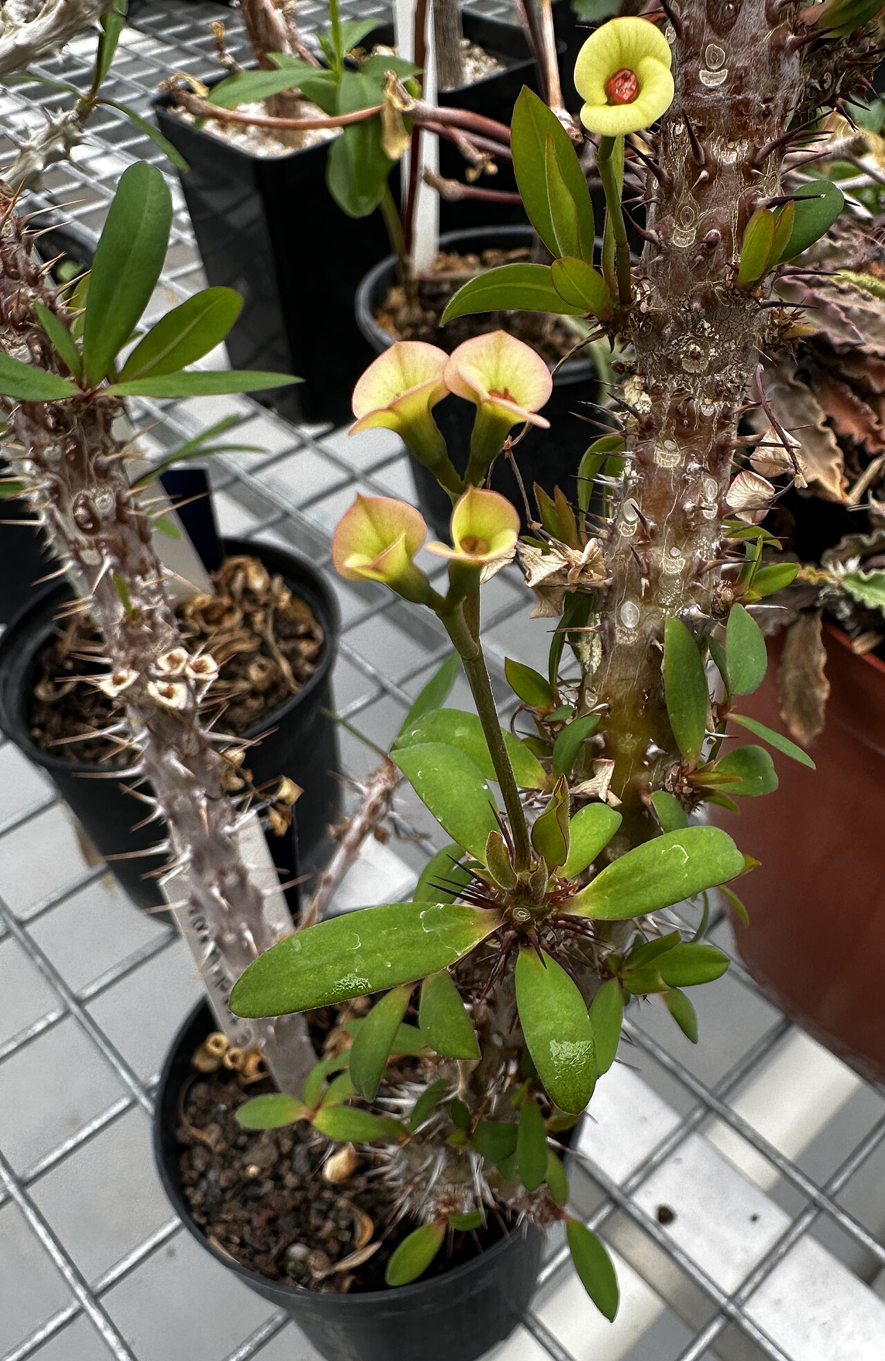 Euphorbia tardieuana