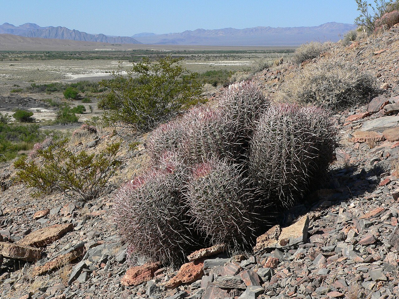 Echinocactus polycephalus