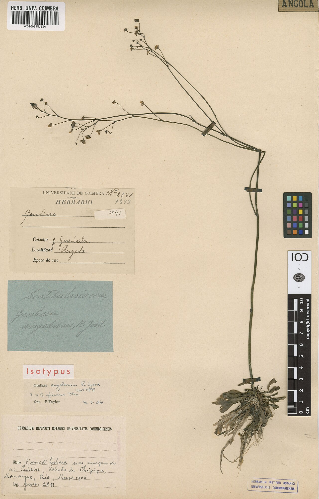 Genlisea angolensis
