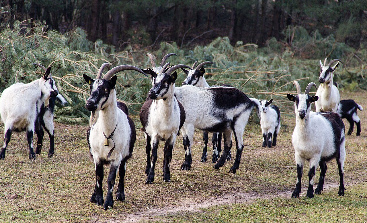 Peacock goat
