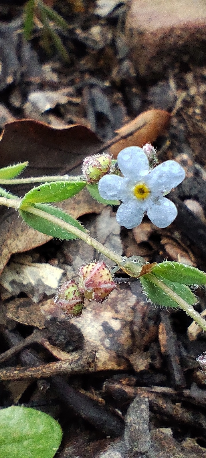 Gyrocaryum oppositifolium
