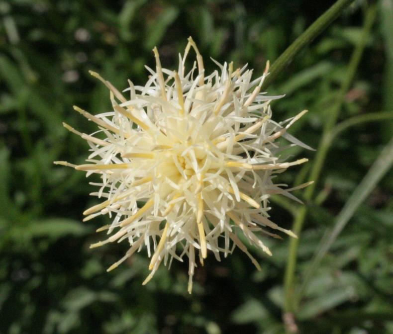 Centaurea dichroantha