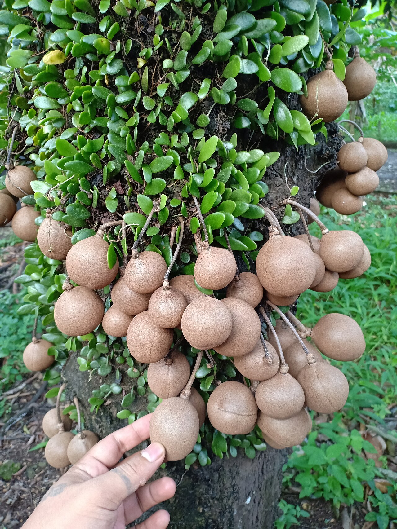 Stelechocarpus burahol