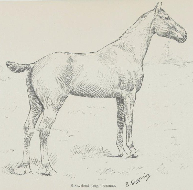 Corlay horse