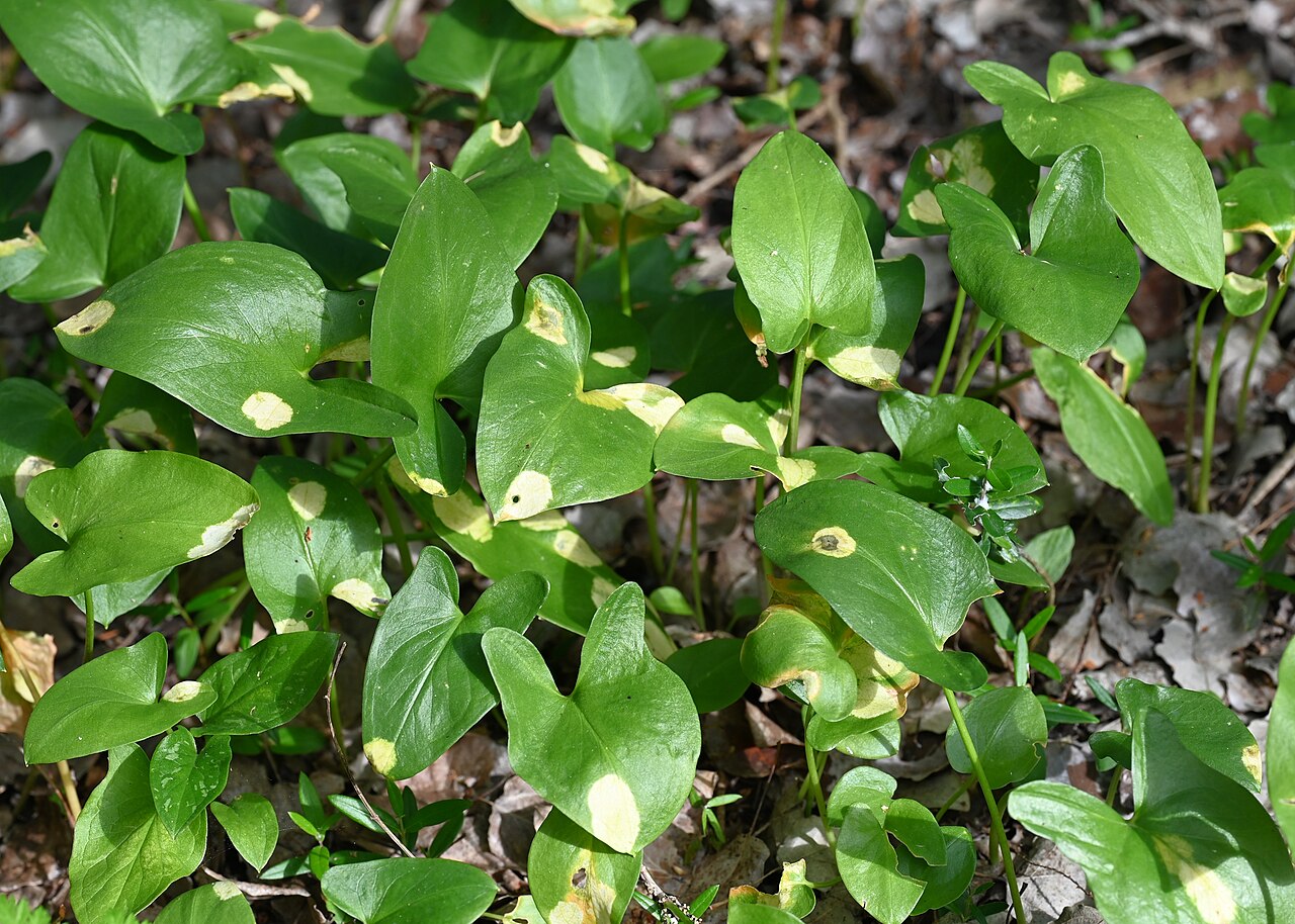Arisarum simorrhinum