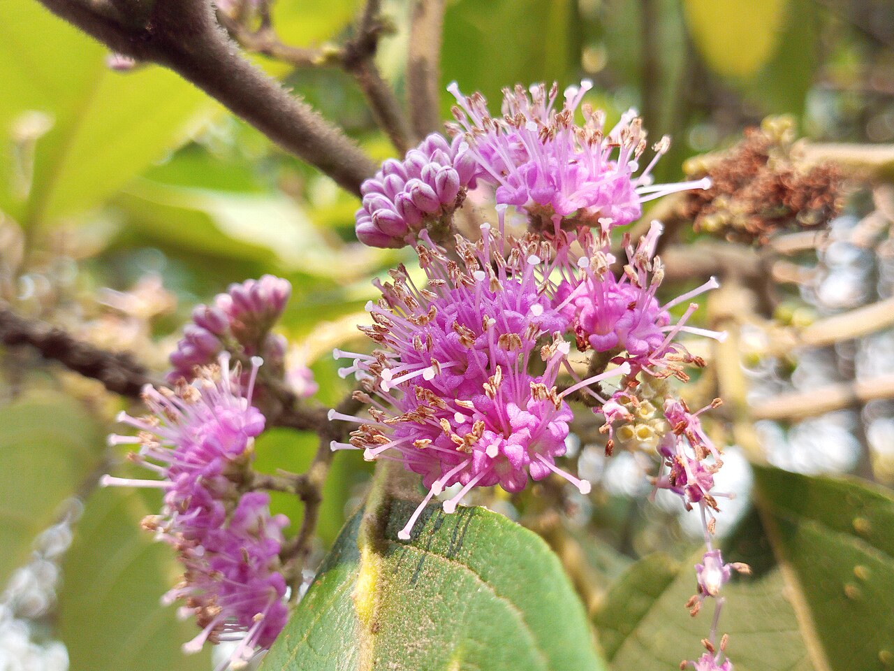 Callicarpa reevesii