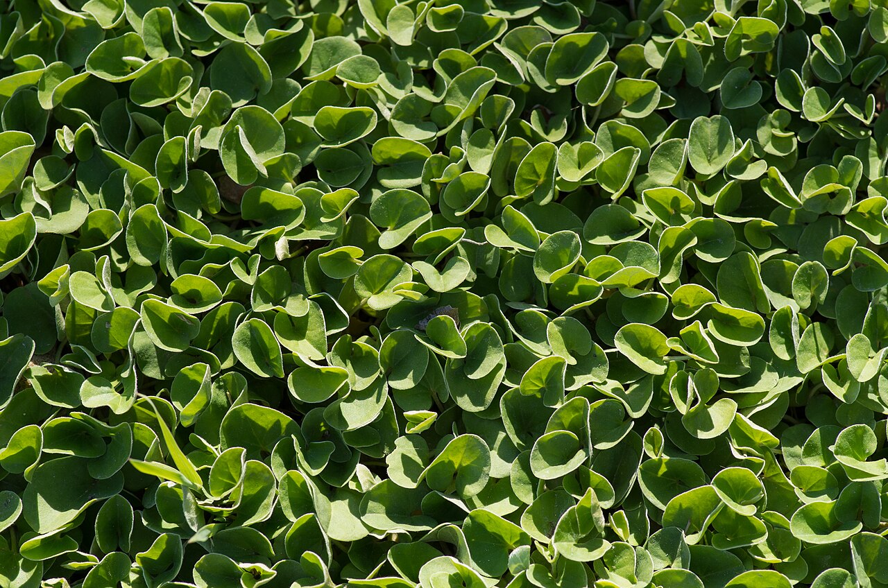 Dichondra repens