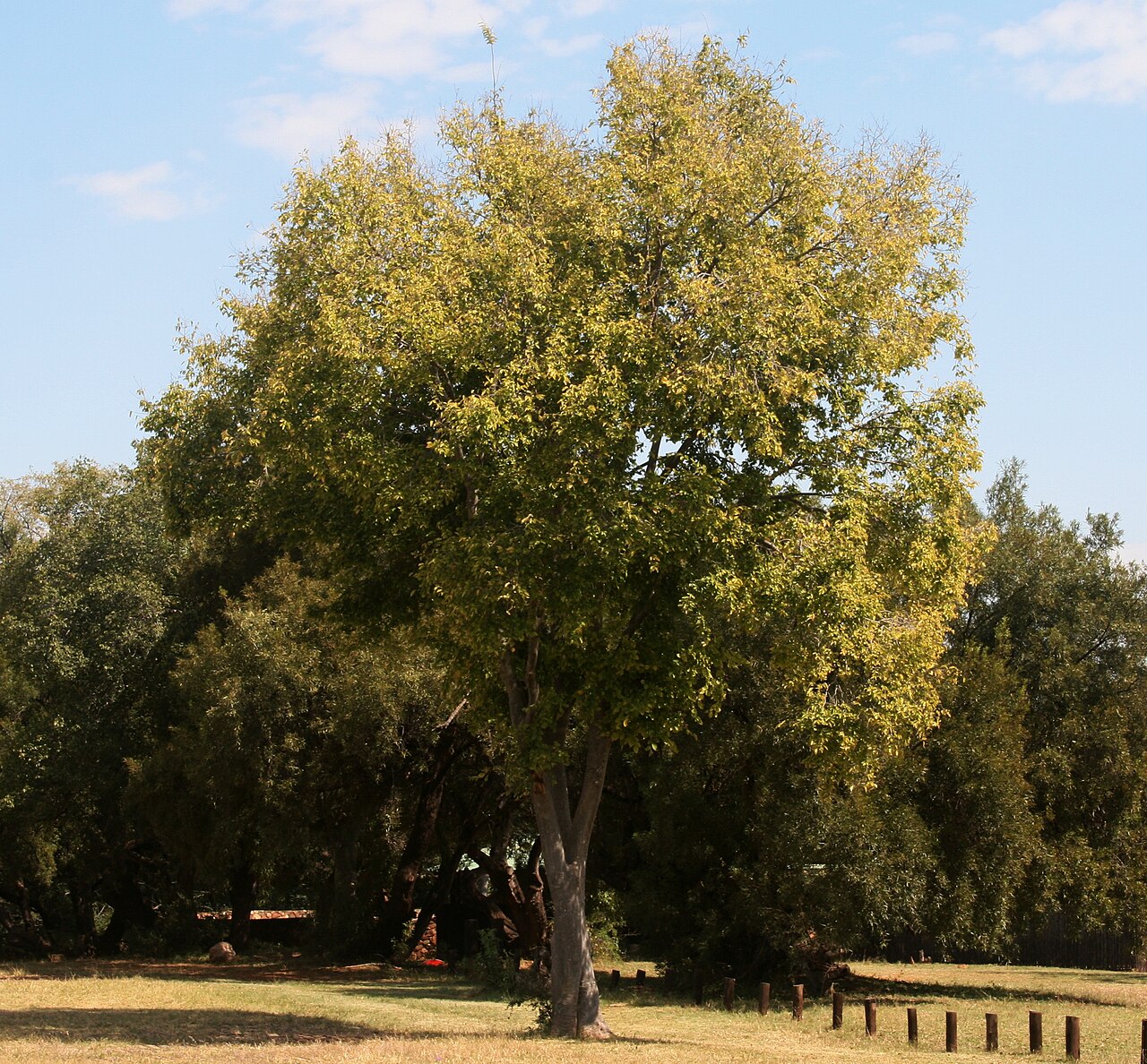Celtis africana