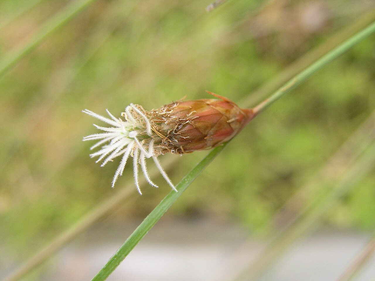Eleocharis geniculata
