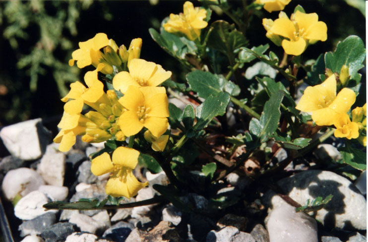 Barbarea rupicola