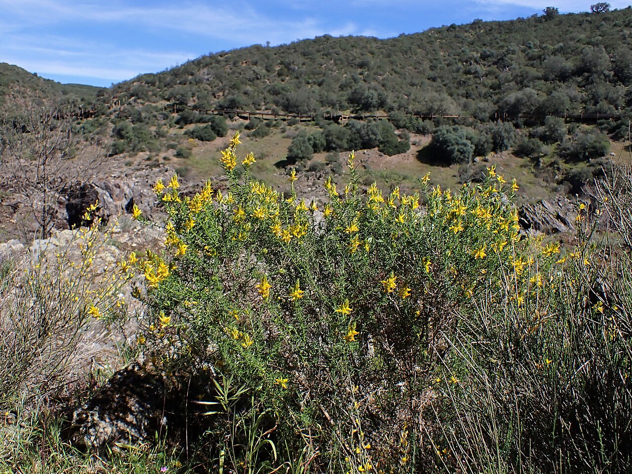 Genista hirsuta
