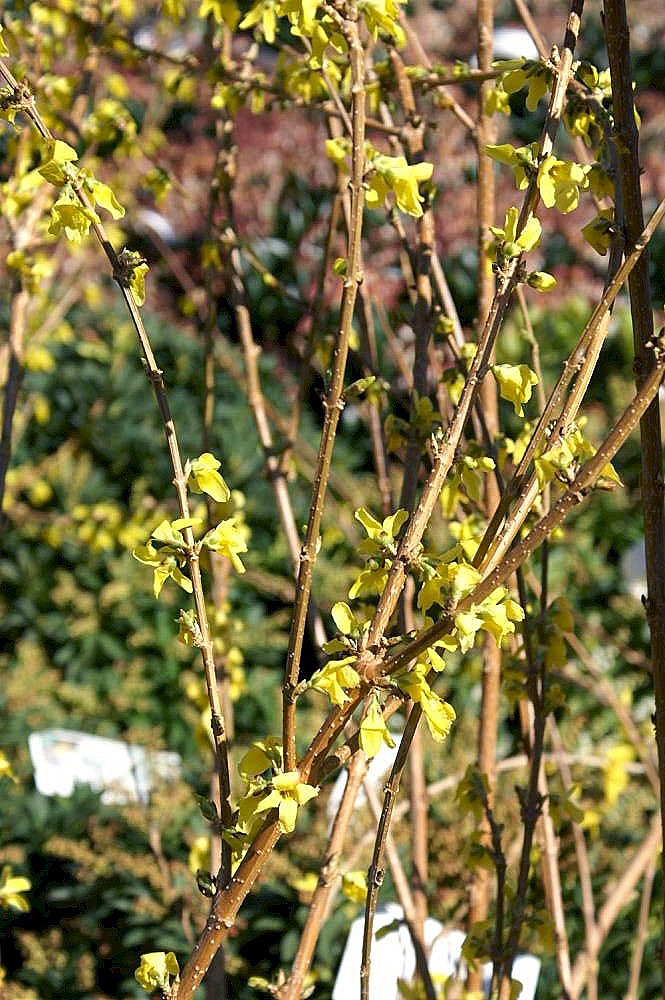 Forsythia ×intermedia