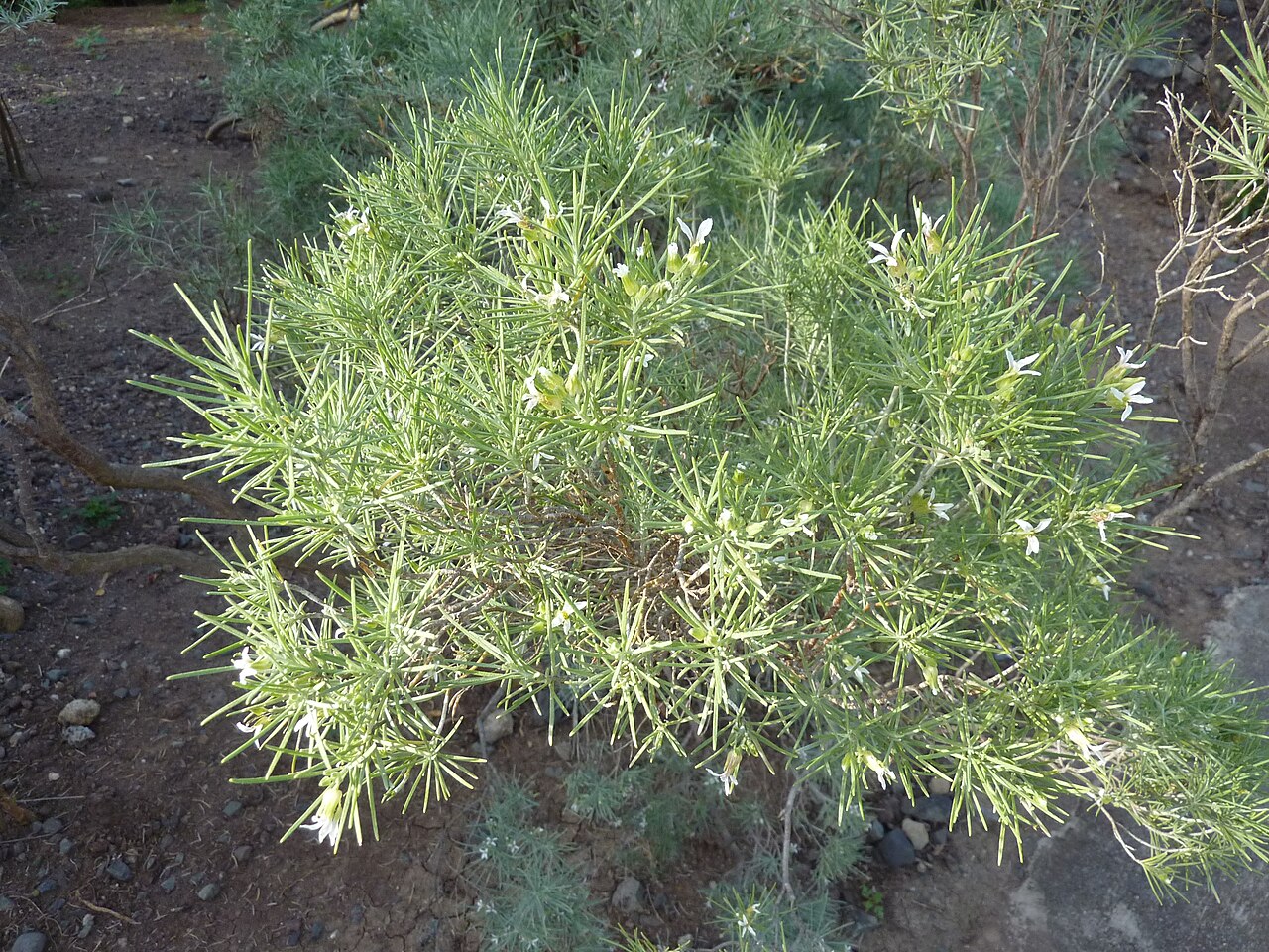 Parolinia ornata