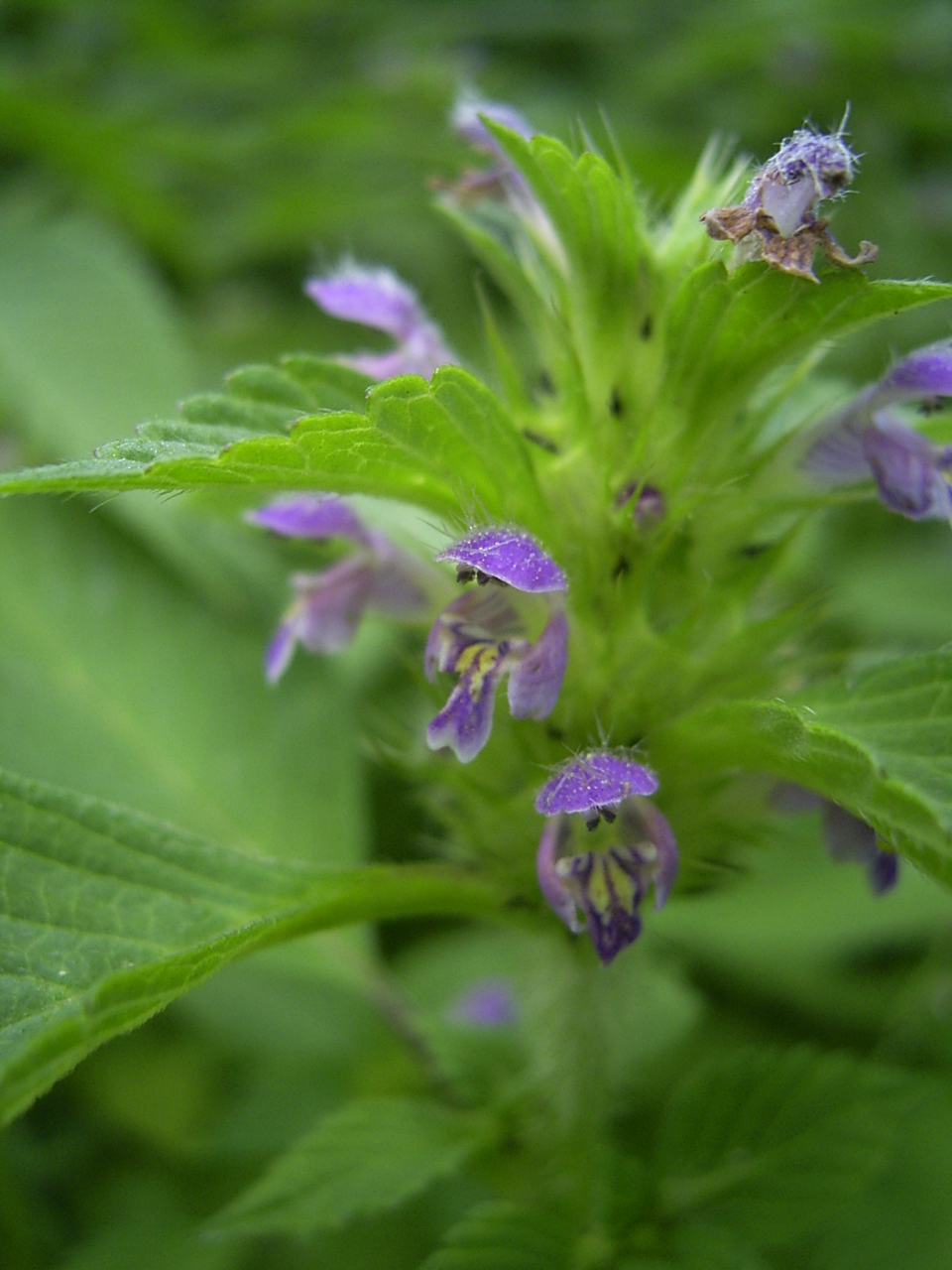 Galeopsis tetrahit
