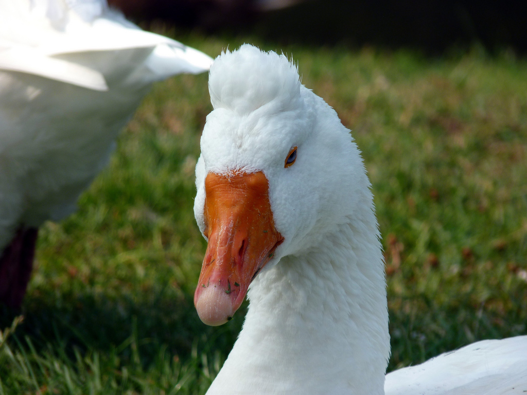 Roman Tufted Goose