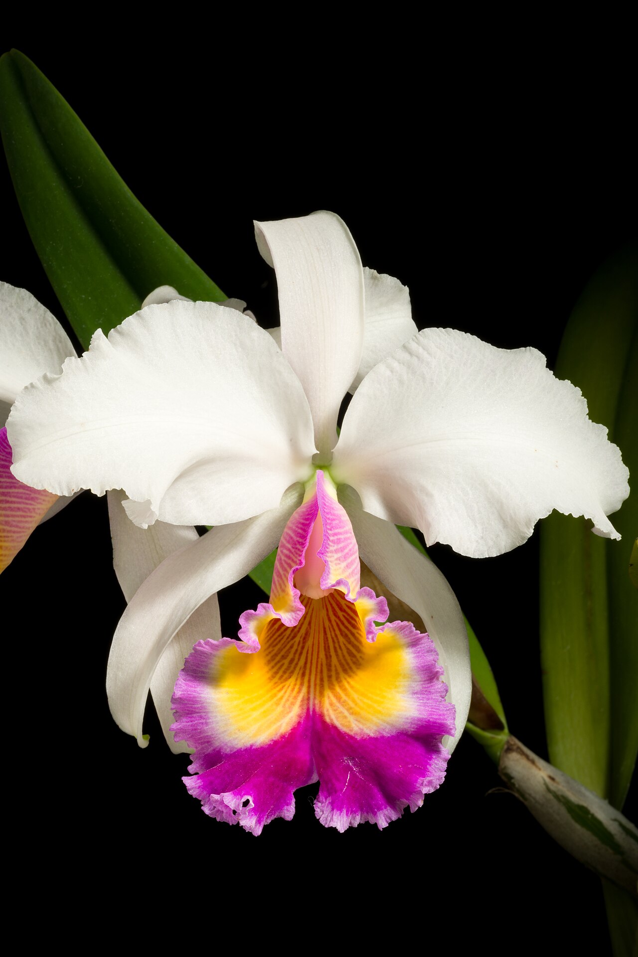 Cattleya ×hardyana