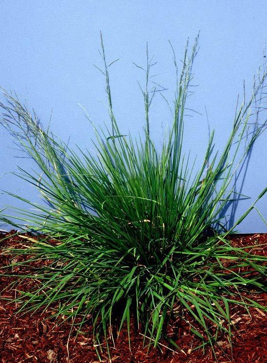 Glyceria leptostachya