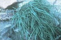 Carex specuicola
