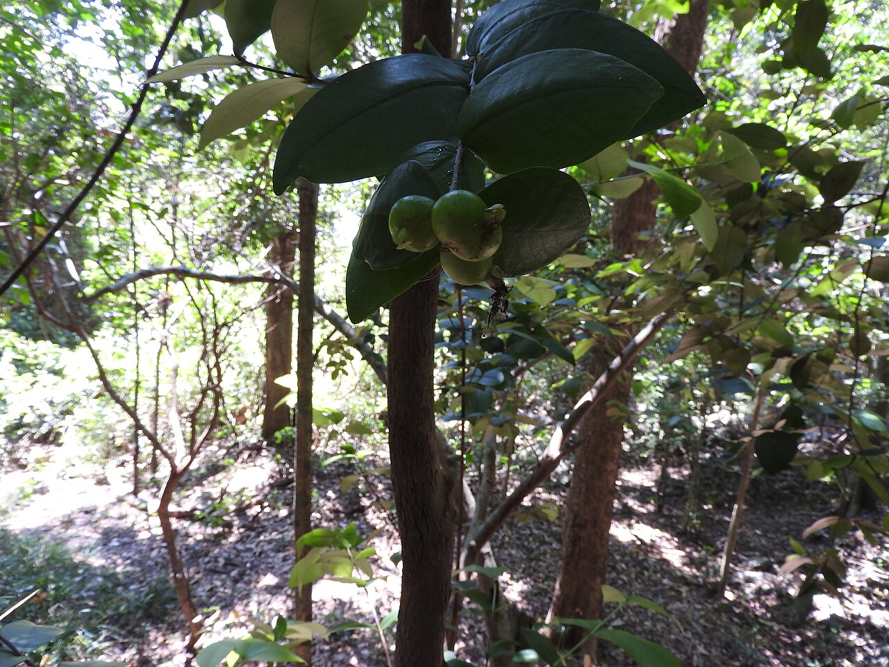 Eugenia singampattiana