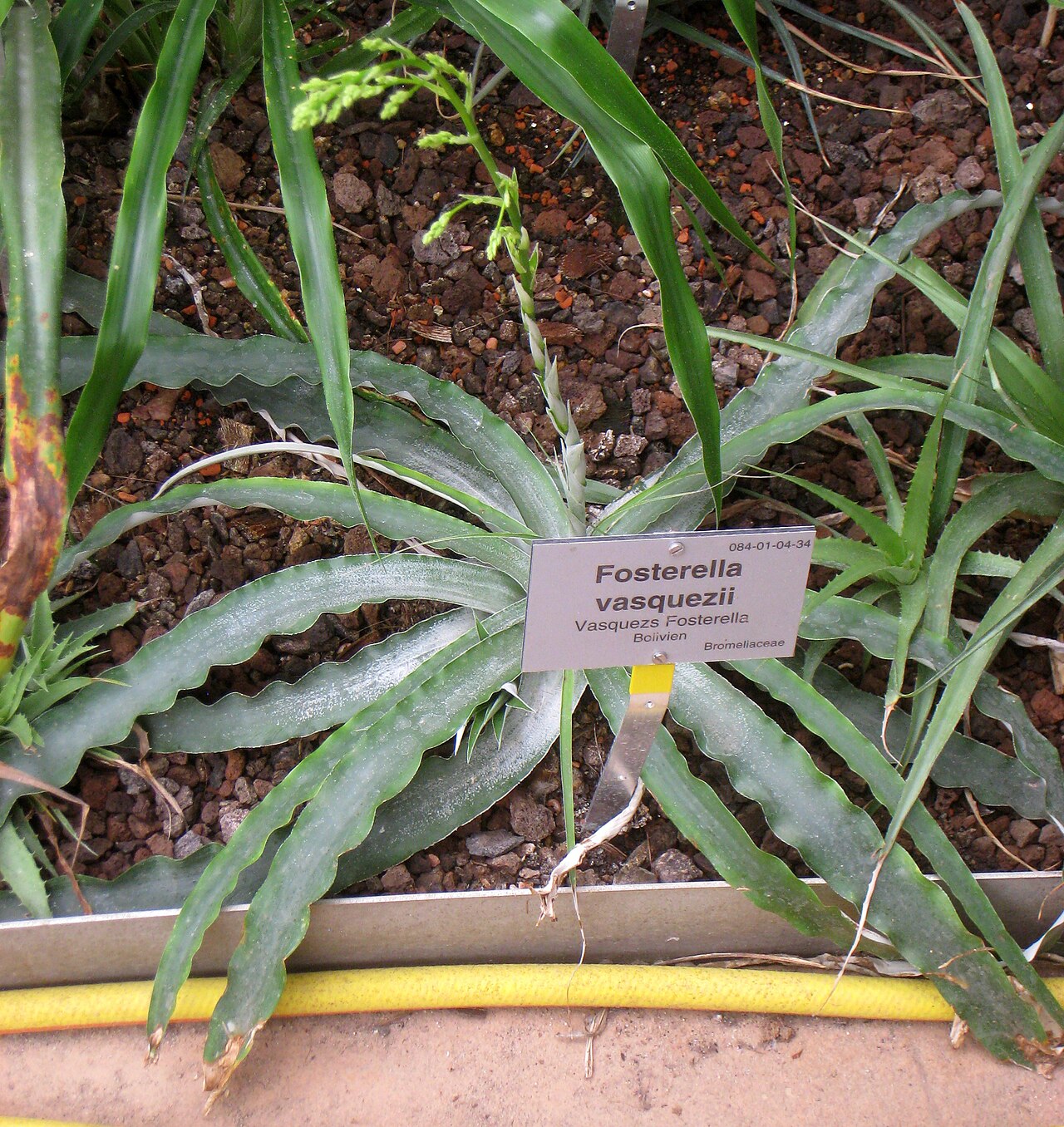 Fosterella vasquezii