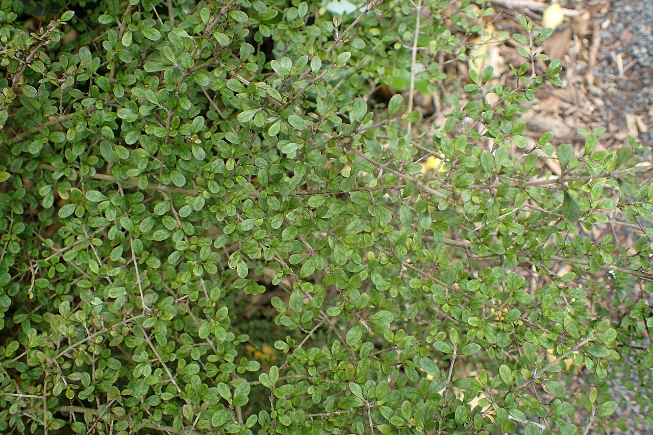 Coprosma parviflora