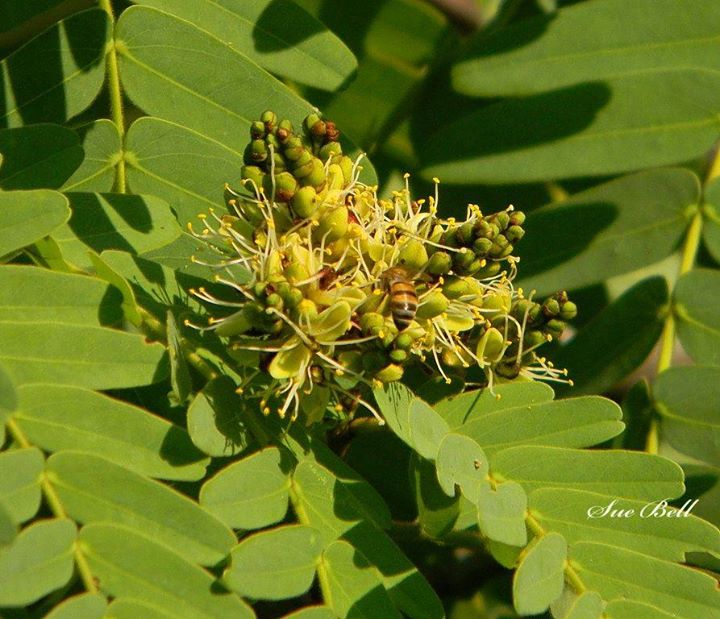 Brachystegia boehmii