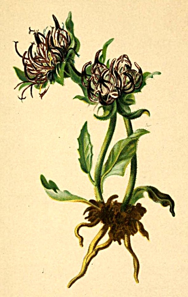 Phyteuma sieberi