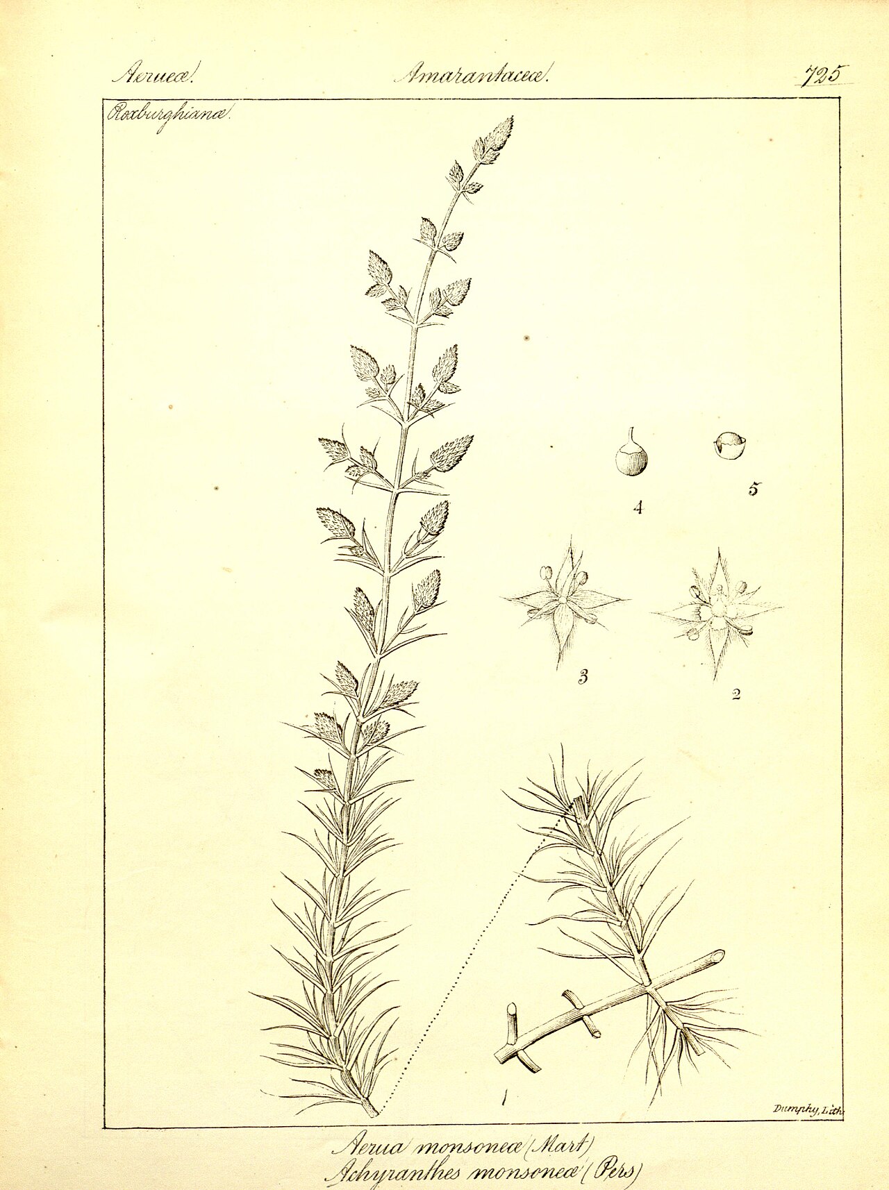 Aerva monsoniae