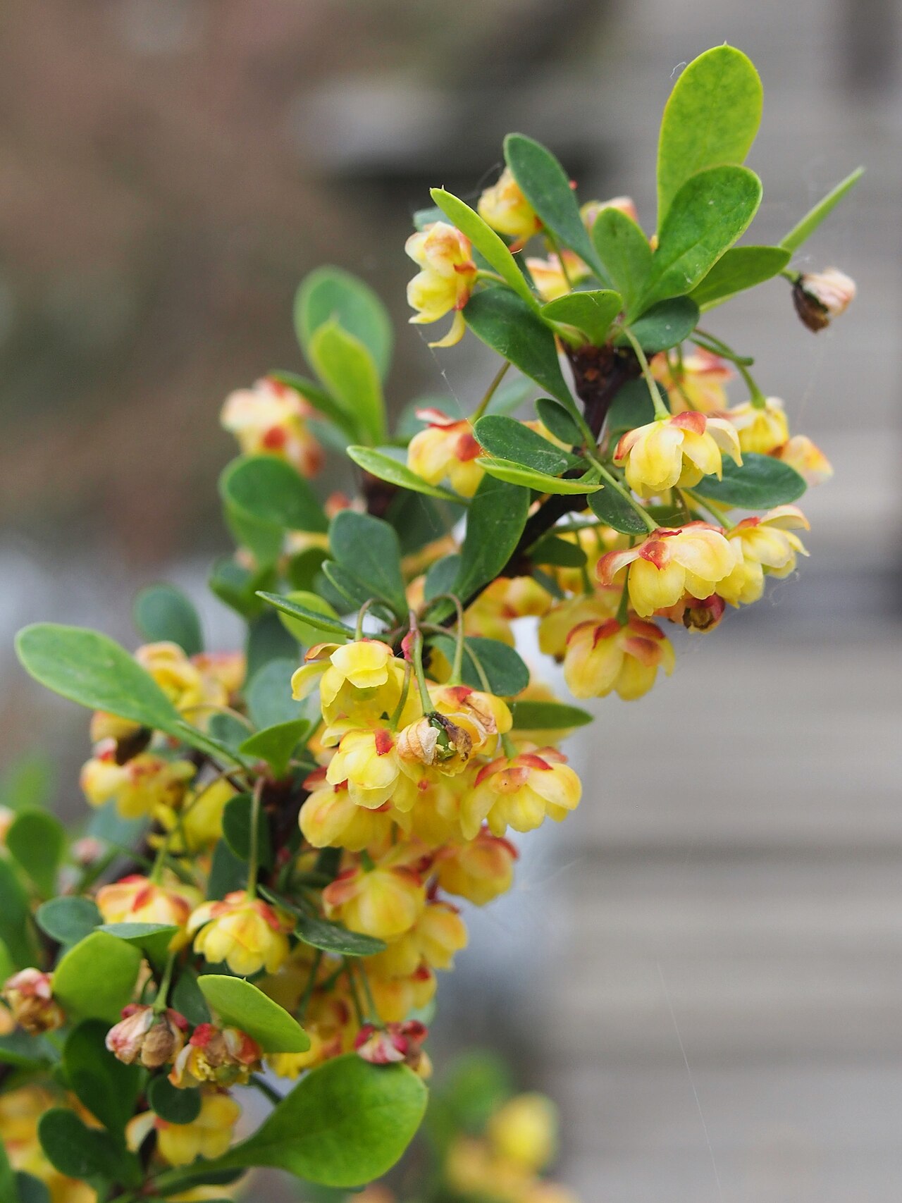 Berberis papillosa