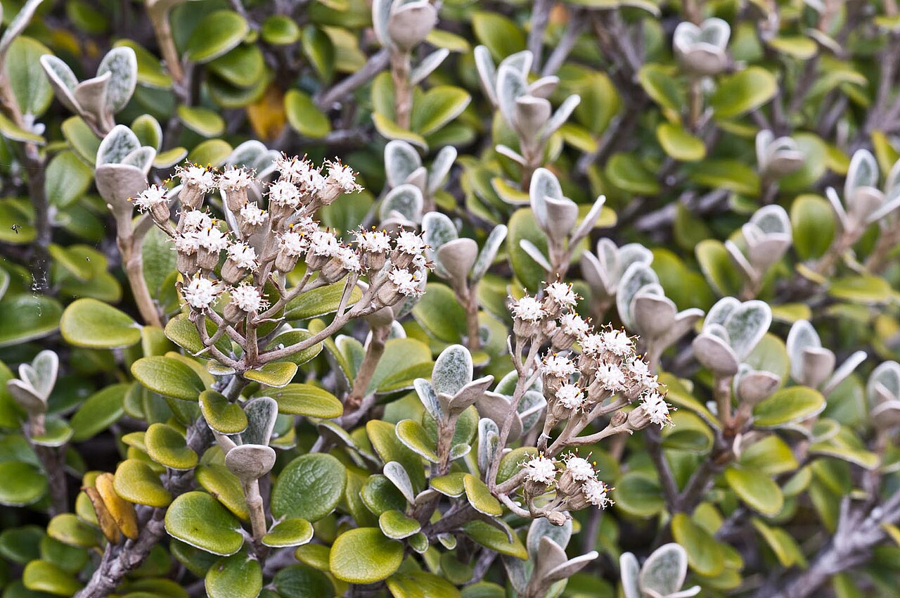 Brachyglottis bidwillii