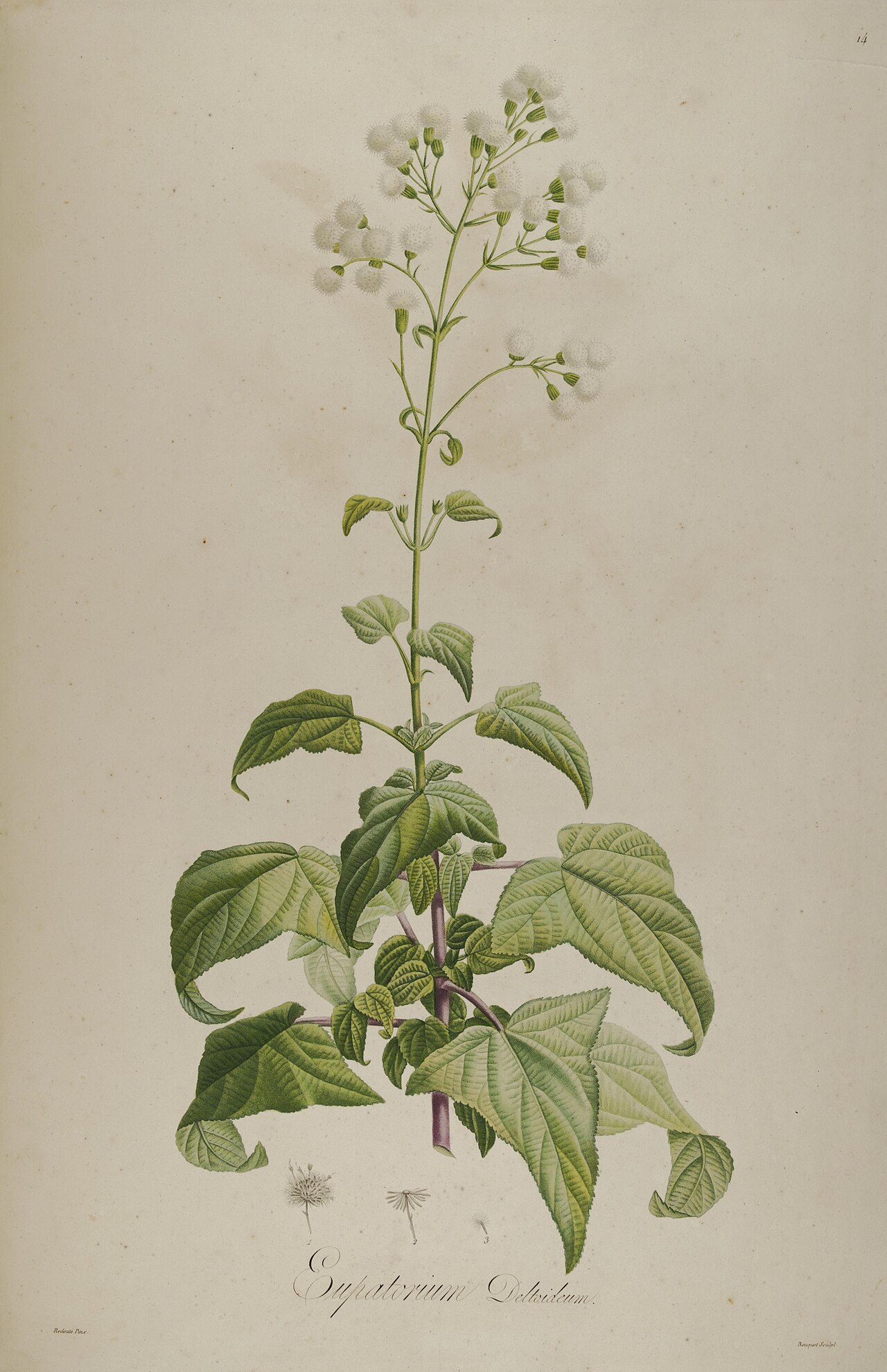 Ageratina deltoidea