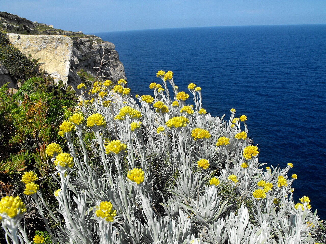 Helichrysum melitense