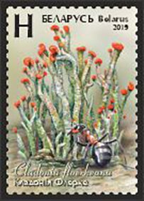 Cladonia floerkeana