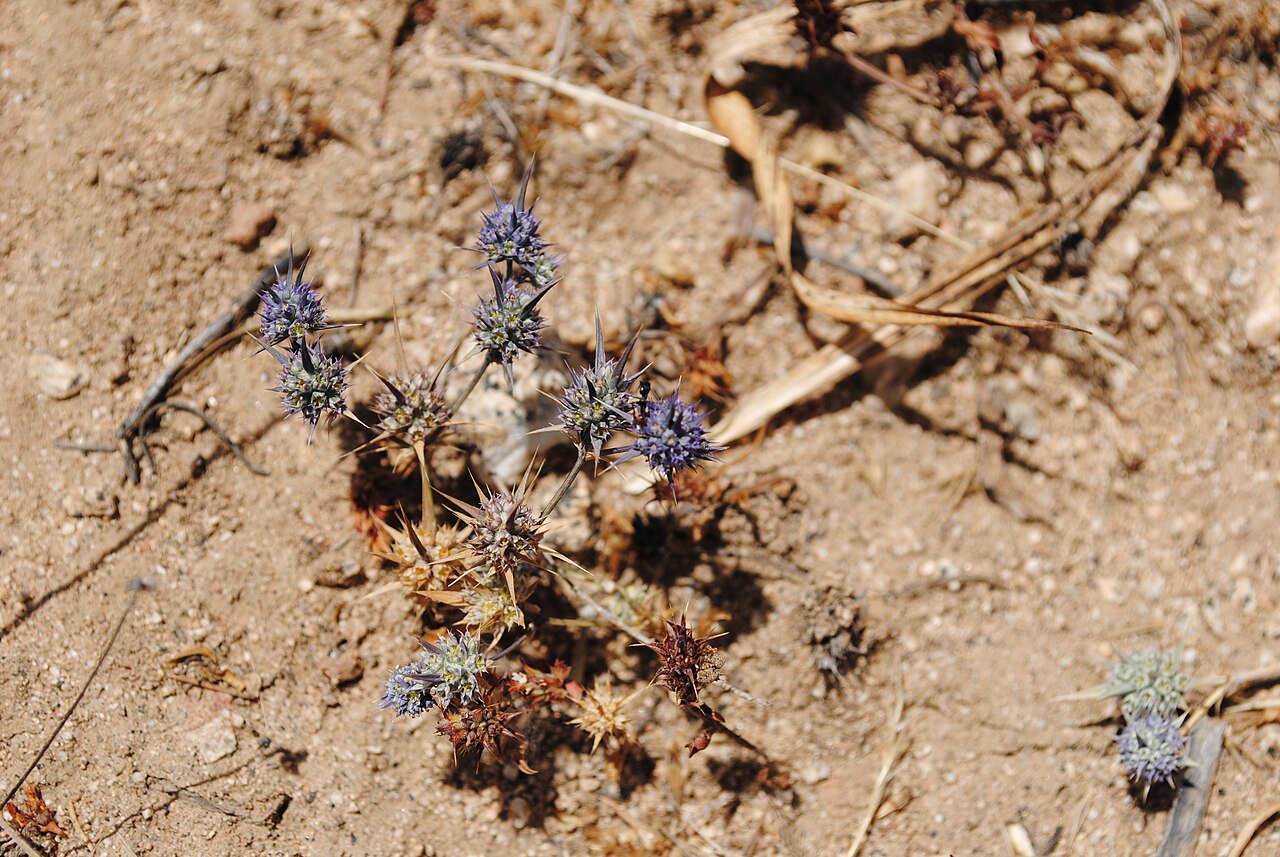 Eryngium coquimbanum
