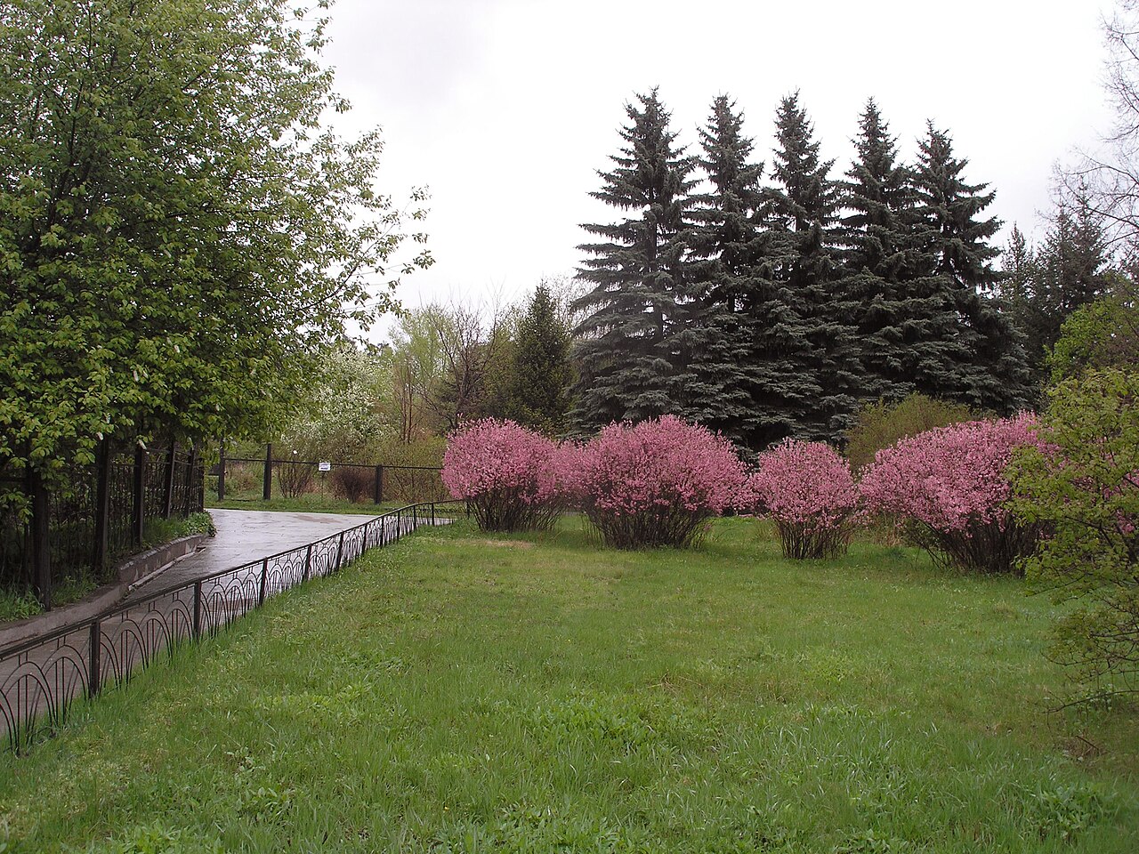 Prunus pedunculata