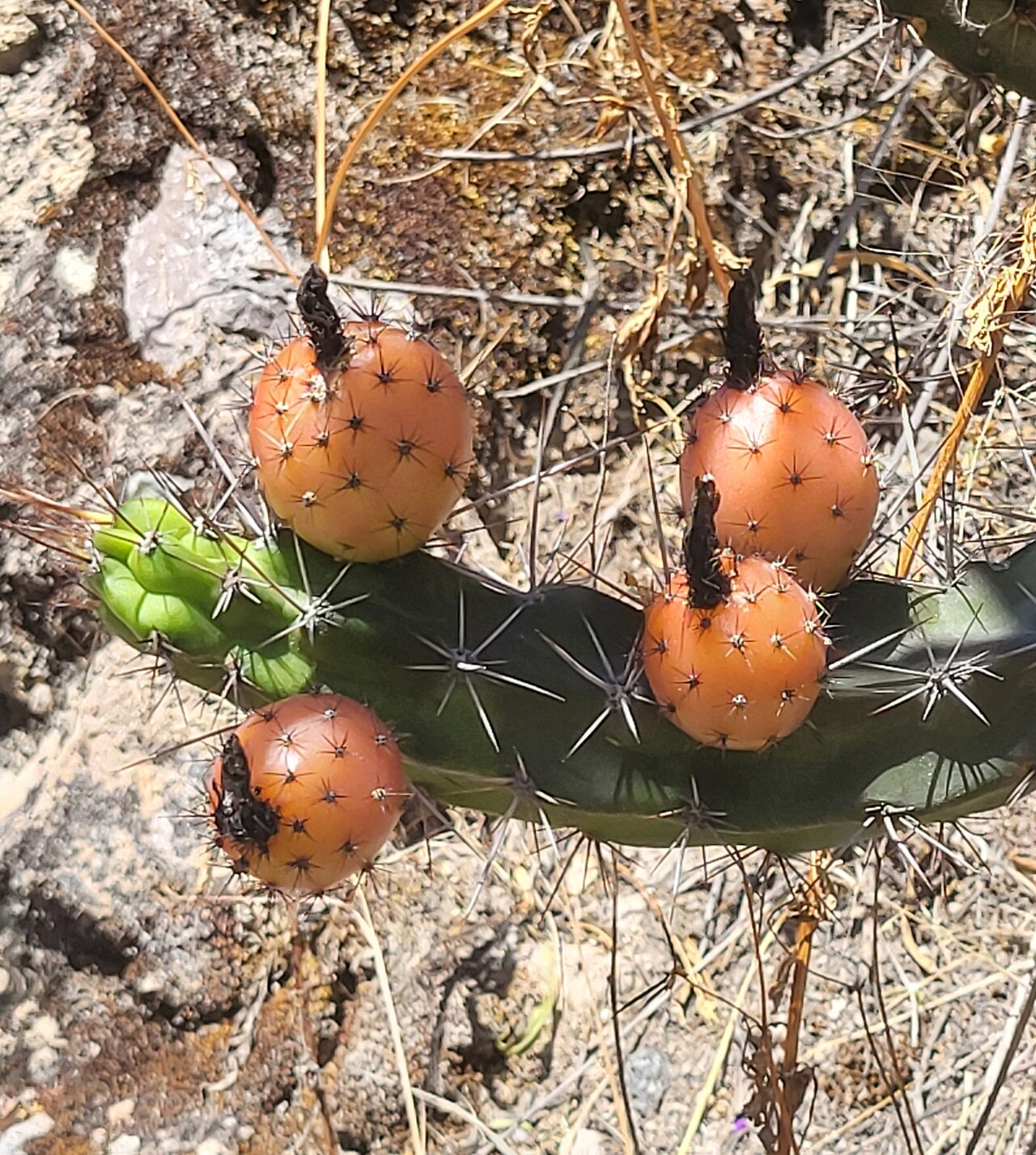 Corryocactus aureus