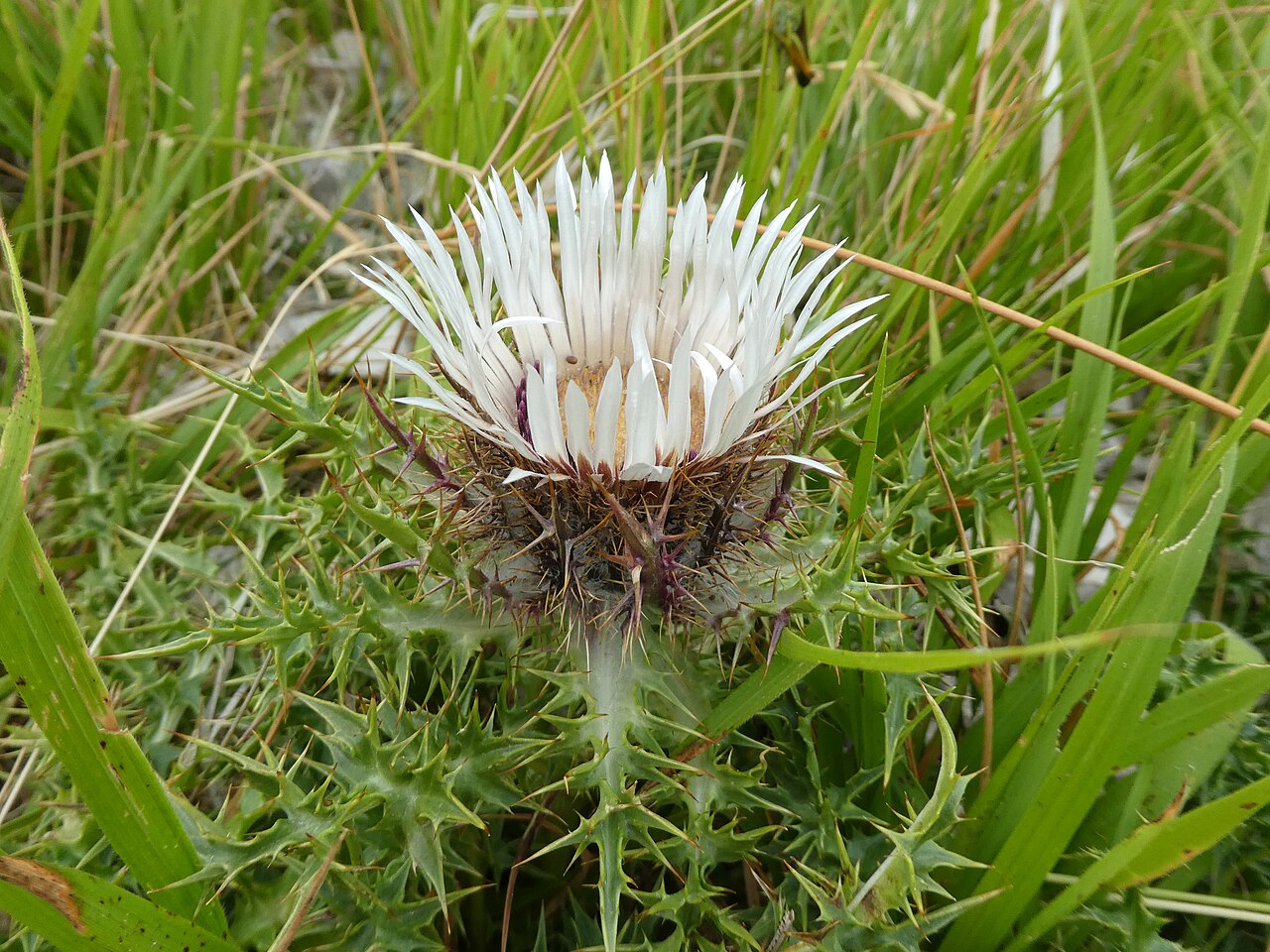 Carlina acaulis