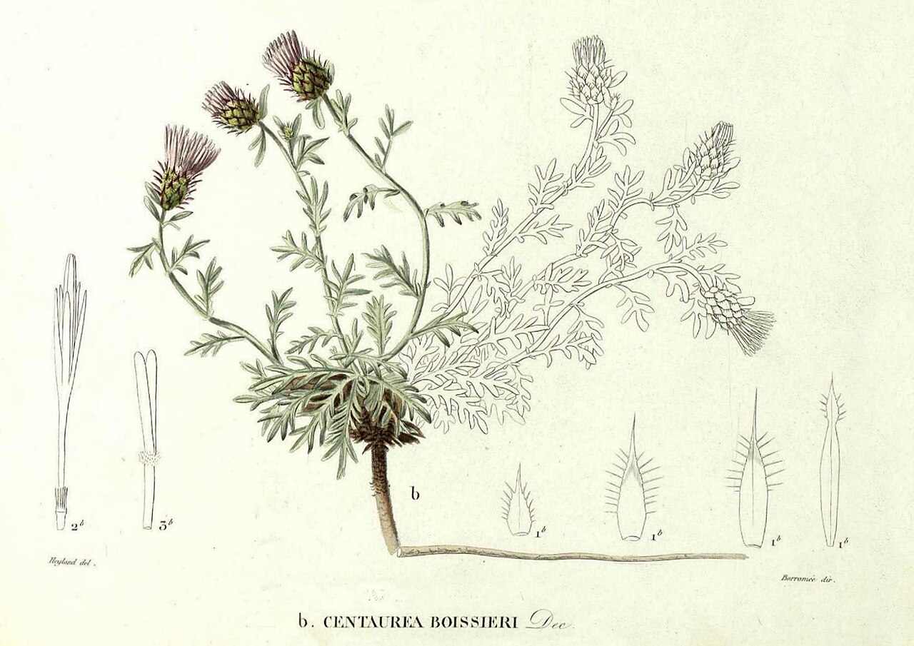 Centaurea boissieri
