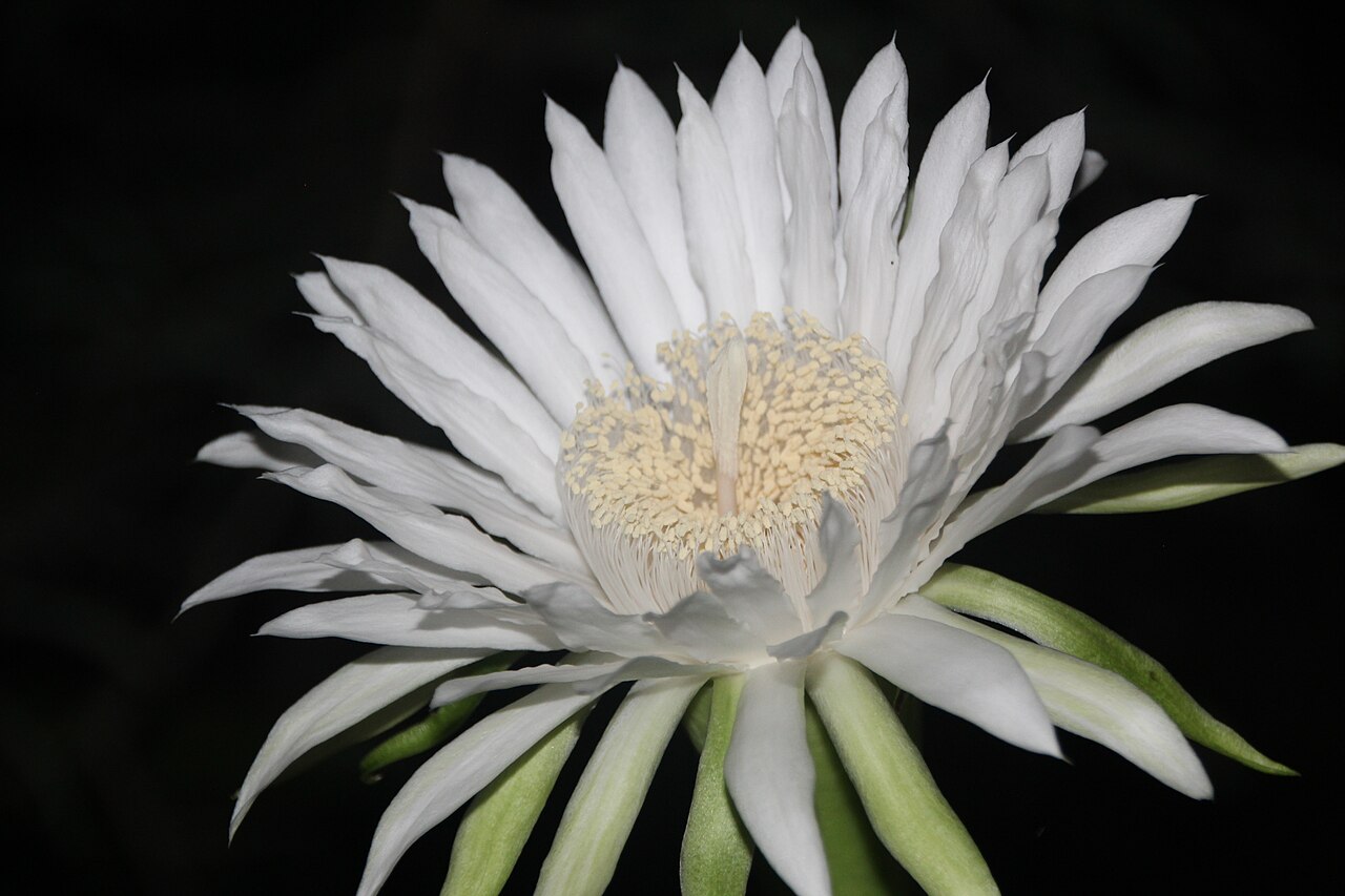 Acanthocereus tetragonus