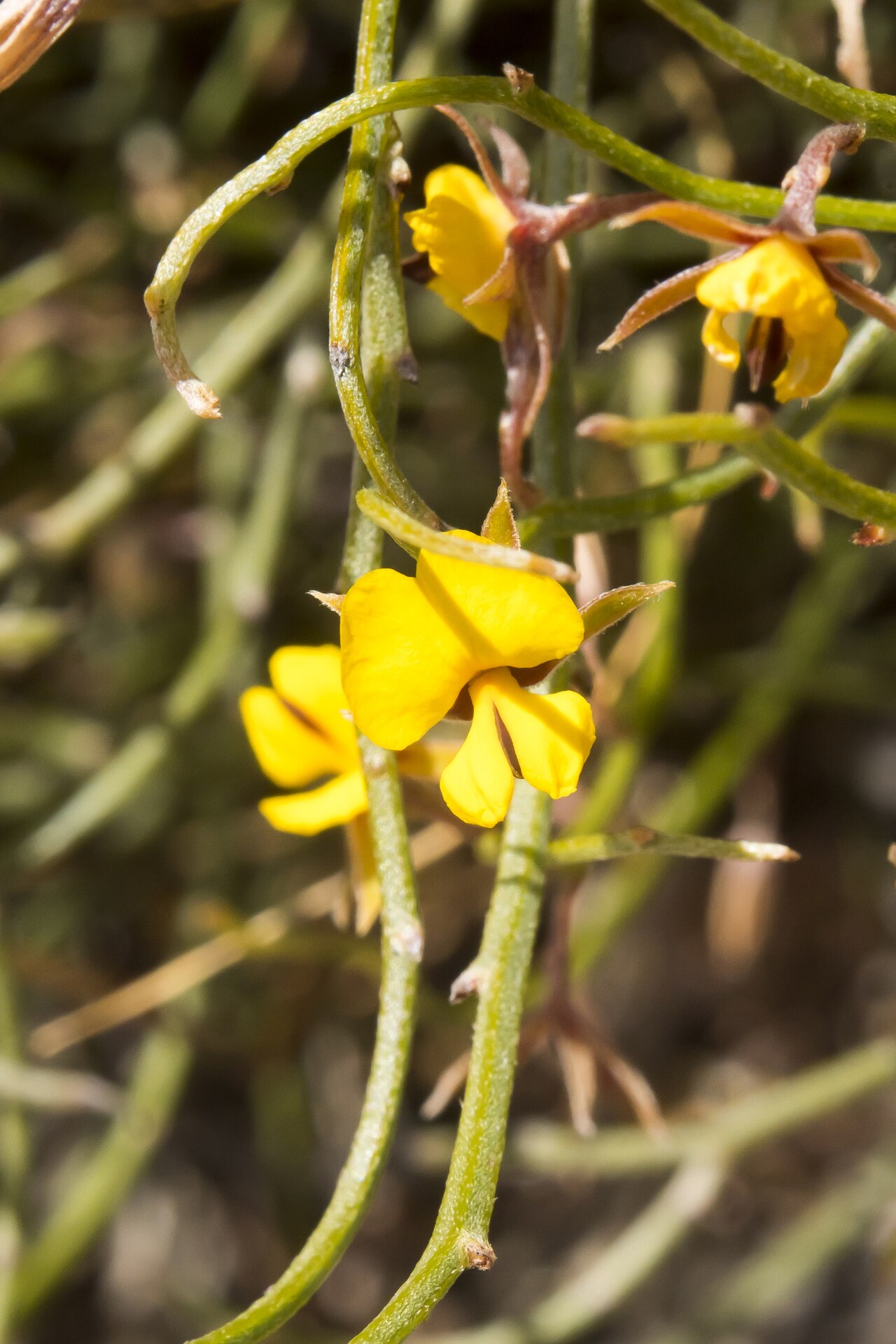 Jacksonia debilis