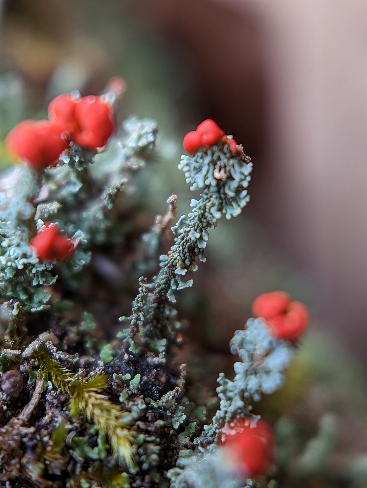 Cladonia didyma